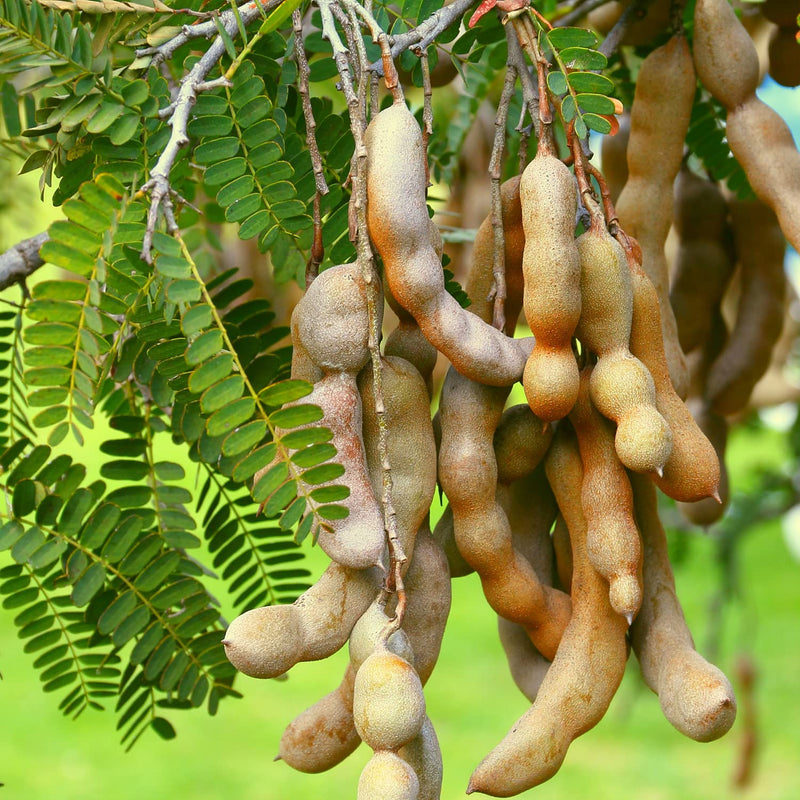 Tamarindo Seeds for Planting - Start Your Tamarind Tree Today