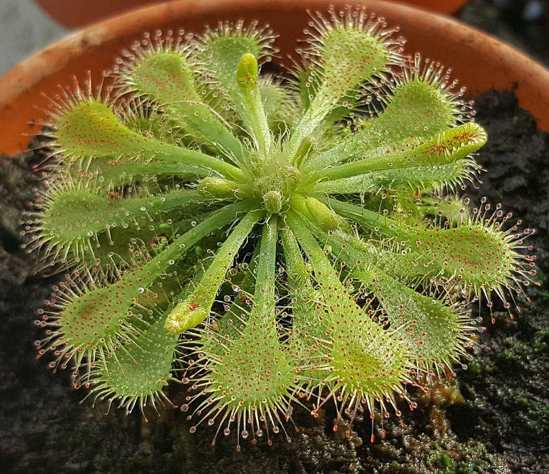 Green Sundew Flower seeds for Planting - Compact Growth, Heirloom & GMO Free Seeds for Home Garden