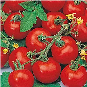 Sub Arctic Plenty Tomato seeds for early tomatoes