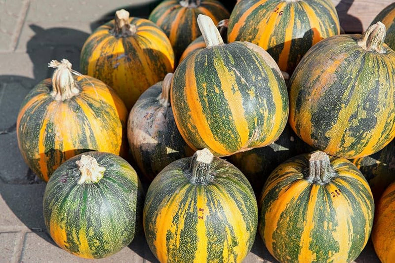 Kakai Hull-Less Pumpkin Seeds for Easy Planting