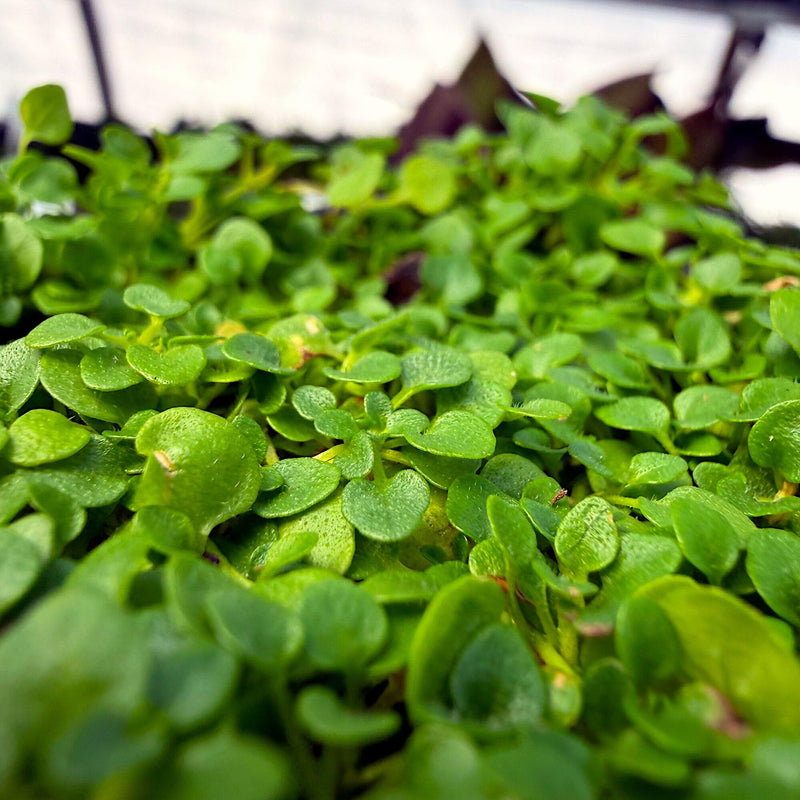 Corsican Mint (Mentha requienii) Herb Fragrant Ground Cover Flower Seeds