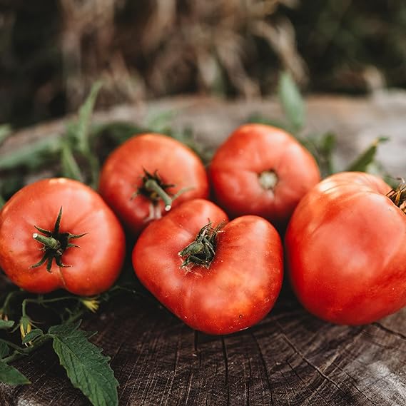 Tomato Vegetable Solanum lycopersicum for planting in vegetable patch