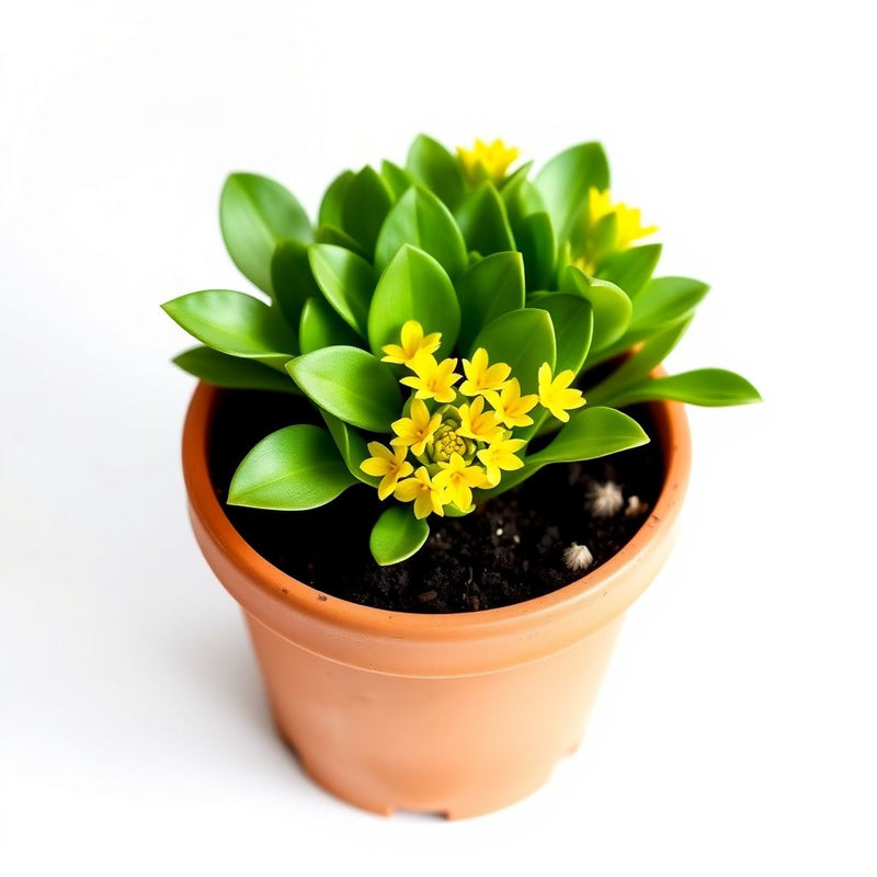 Yellow Stonecrop Flower seeds for Planting - Garden Favorite, Heirloom & GMO Free Seeds for Home Garden
Sale