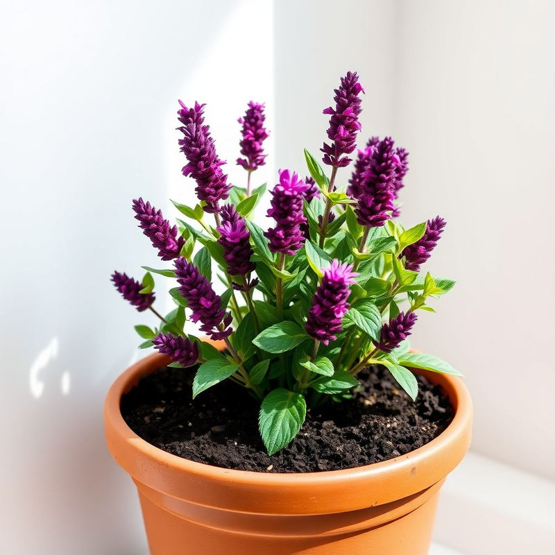 Red Lavender Planting Seeds for Beautiful Blooms