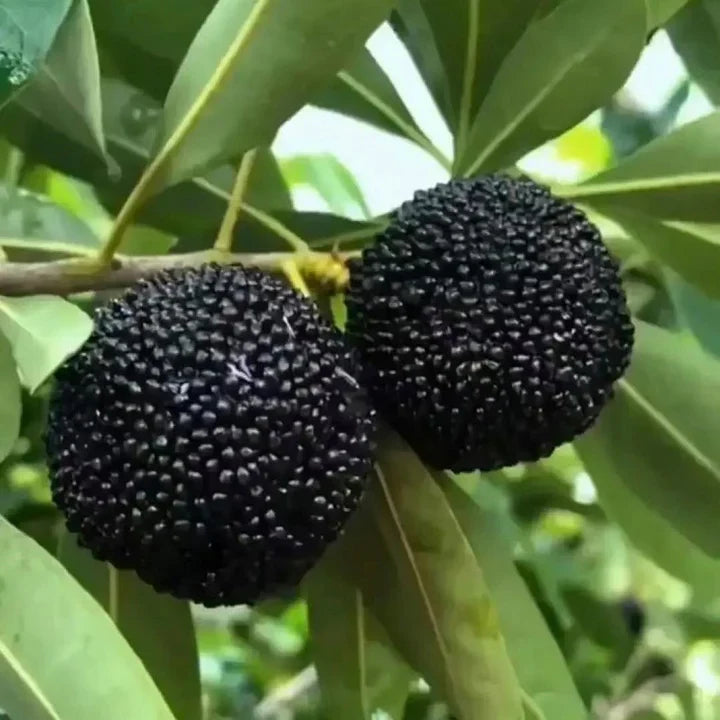 Black Myrica Rubra Seeds for Planting | Premium Fruit Seeds
