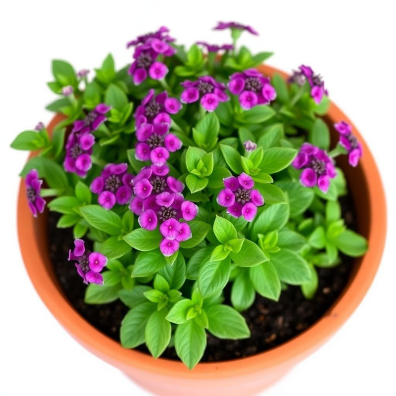 Purple & Pink Iberis Candytuft Mix Seeds for Stunning Garden Color
