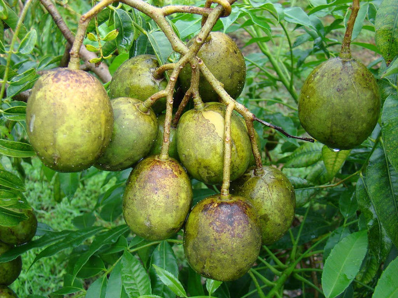 Spondias Fruit Planting Seeds Grow Tropical Fruit Trees at Home