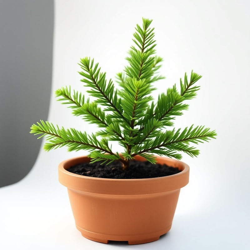 Abies Concolor Plant Seeds - Your Planting Essentials