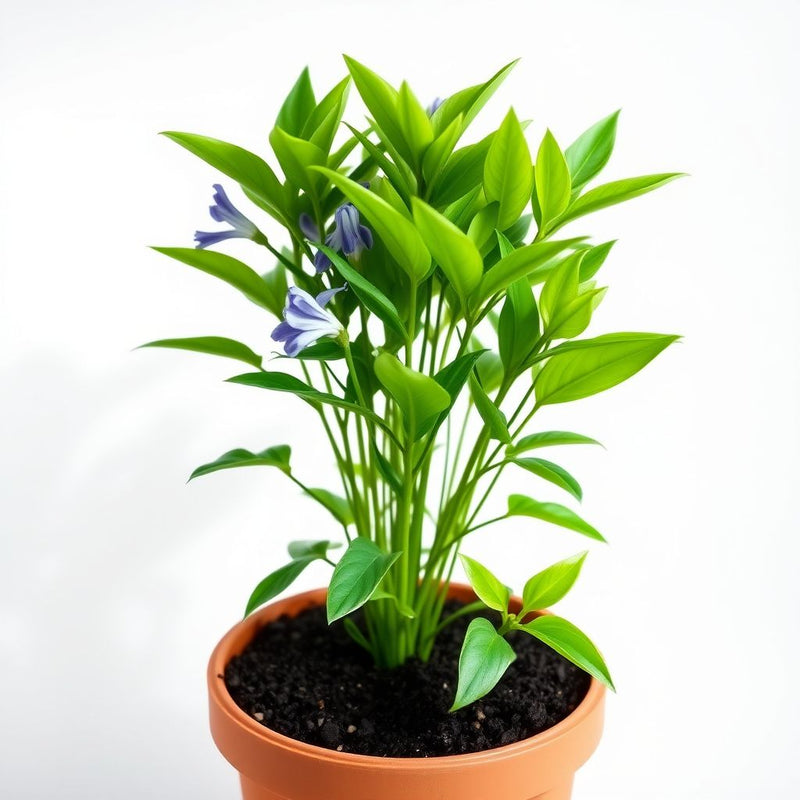 Amsonia Flower seeds for Planting Long Bloom Season Heirloom & GMO Free Seeds for Home Garden
Sale