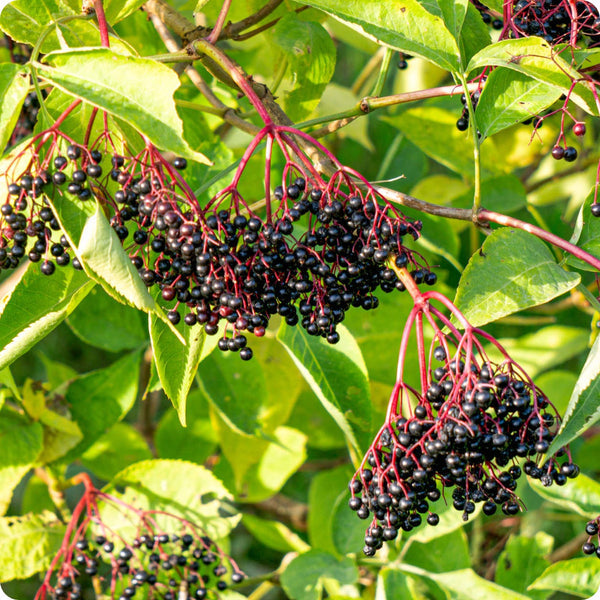 Elderberry Seeds - Black (Sambucus nigra)