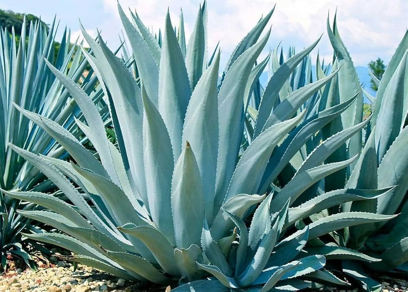 Blue Maguey Aloe plant seeds for planting