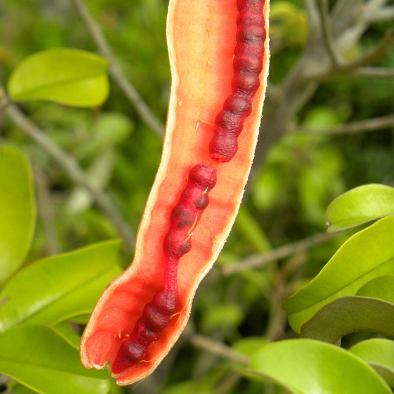 Orange Cynophallophora Seeds - Planting Fruit Seeds