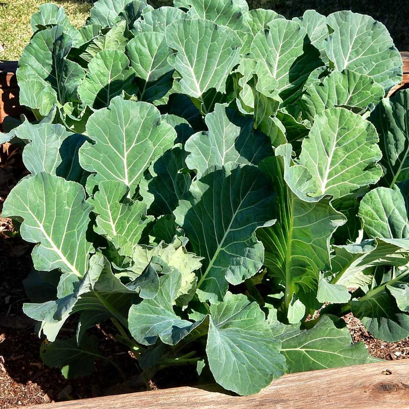 Collard Green Vegetable Seeds for Gardeners