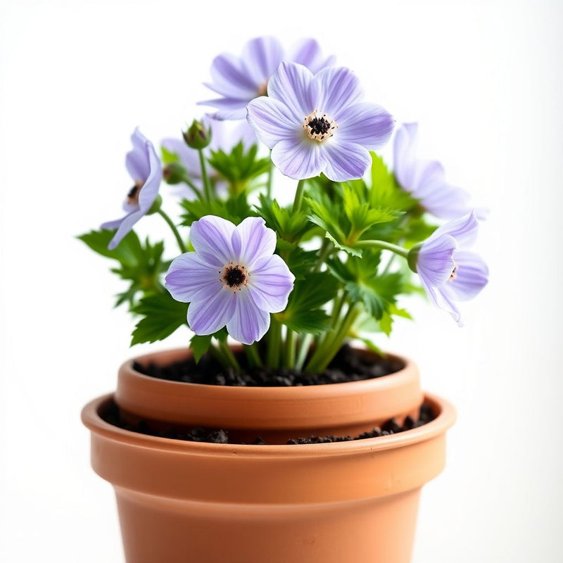 Anemone Flower Seeds for Planting Light Violet - Experience the Soft and Lovely Light Violet Anemones