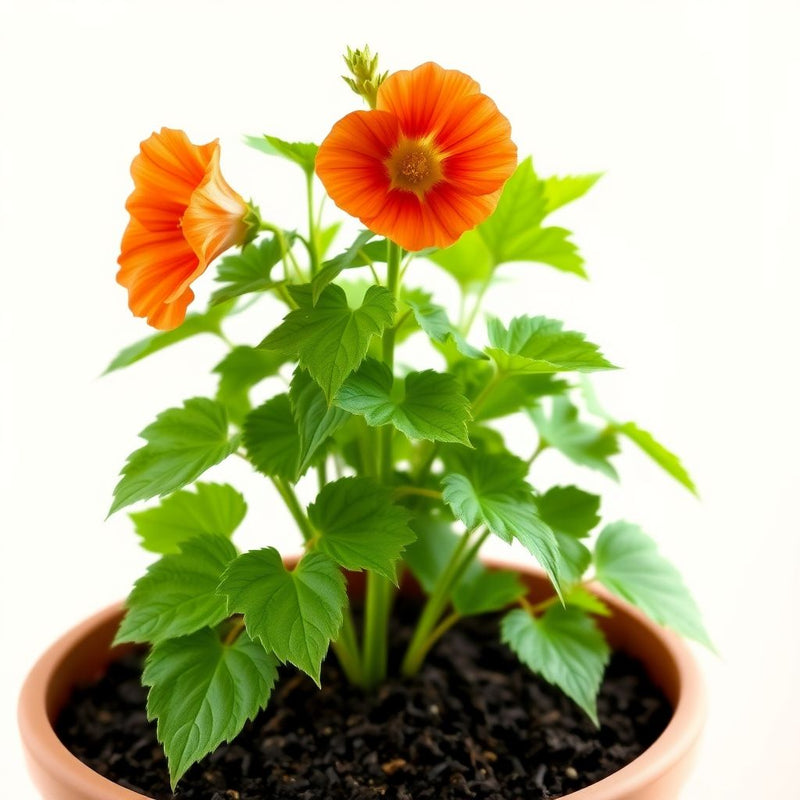 Orange Hollyhock Alcea rosea Flower Seeds for Planting in Flower Bed