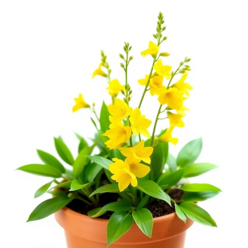 Yellow Matthiola Incana Flower Seeds for Planting Drought Tolerant Heirloom & GMO Free Seeds for Home Garden
Sale
