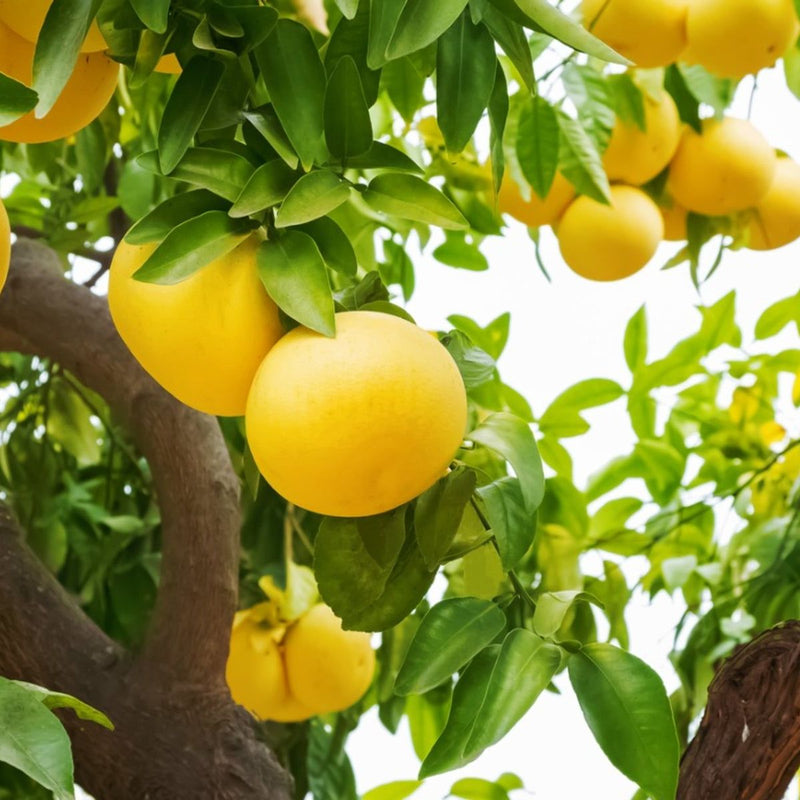 Green Grapefruit Seeds for Easy Planting | Grow Your Own Grapefruit