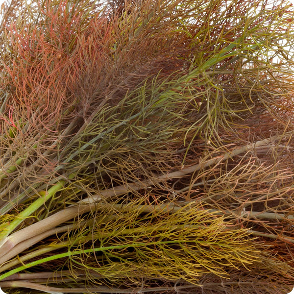 Fennel Seeds - Bronze (Foeniculum vulgare)