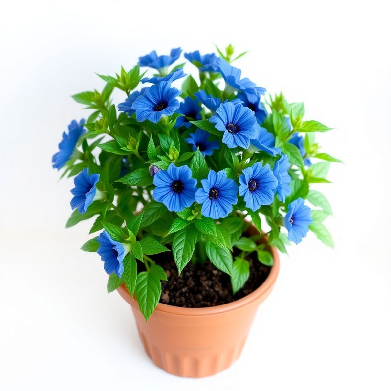 Cockscomb Blue Flower Seeds for Planting Vibrant Annual Blooms