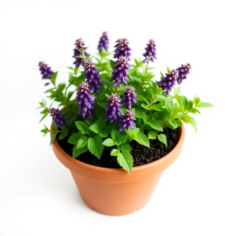 Agastache Cana Flower Seeds - Unique Ground Cover for Exotic Blooms
