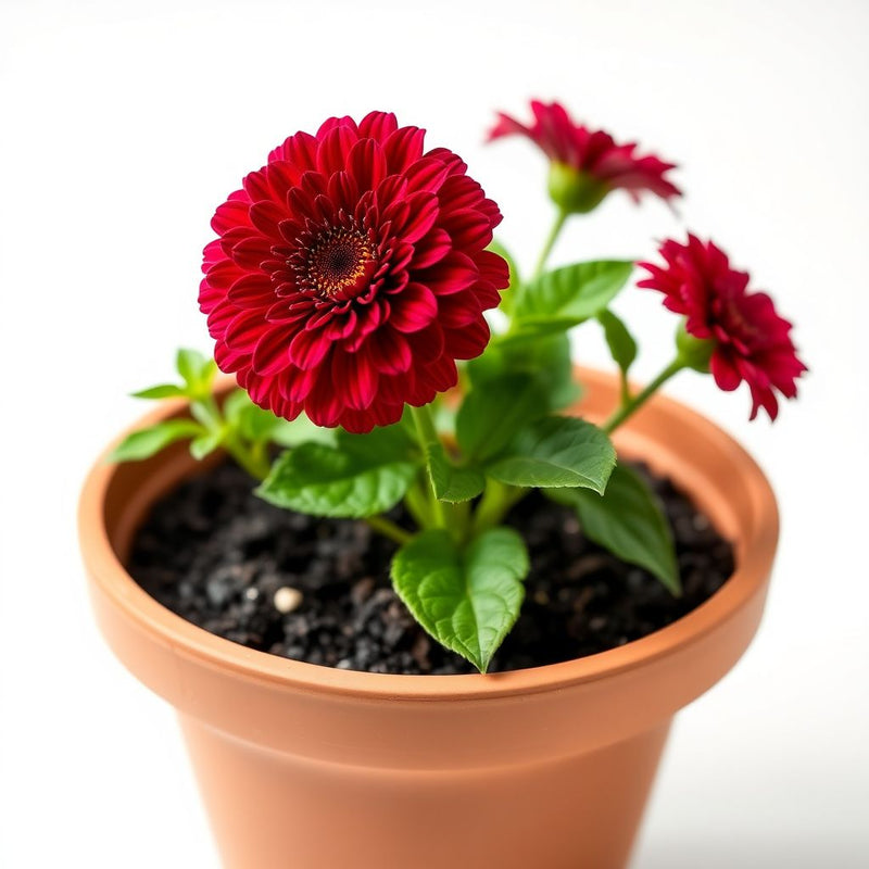 Zinnia Elegans Flower Seeds Burgundy Planting Elegance
