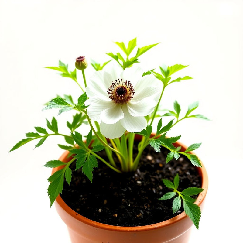Anemone Flower seeds for Planting Drought Tolerant Heirloom & GMO Free Seeds for Home Garden
Sale