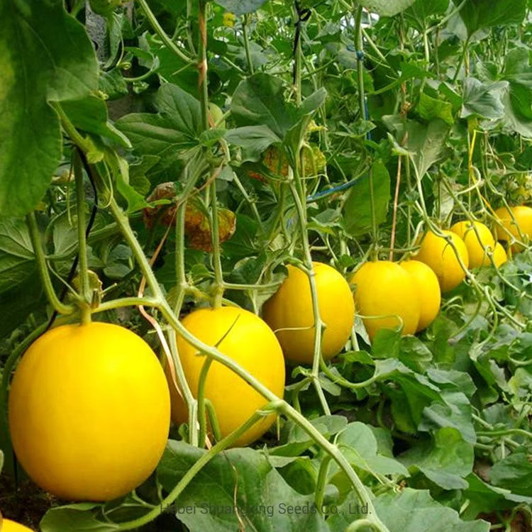 Green Honeydew Melon Seeds for Planting