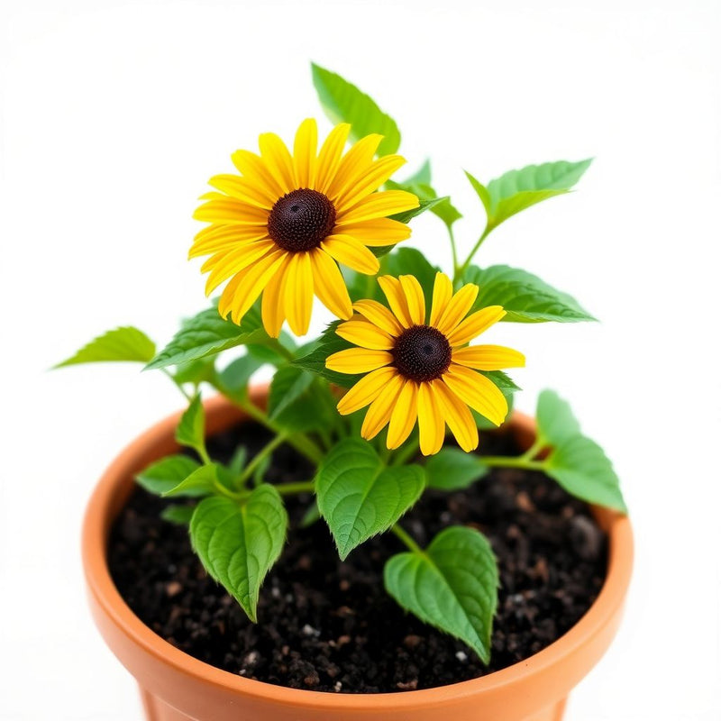 Yellow Rudbeckia Goldstrum Flower seeds for Planting - Compact Growth, Heirloom & GMO Free Seeds for Home Garden