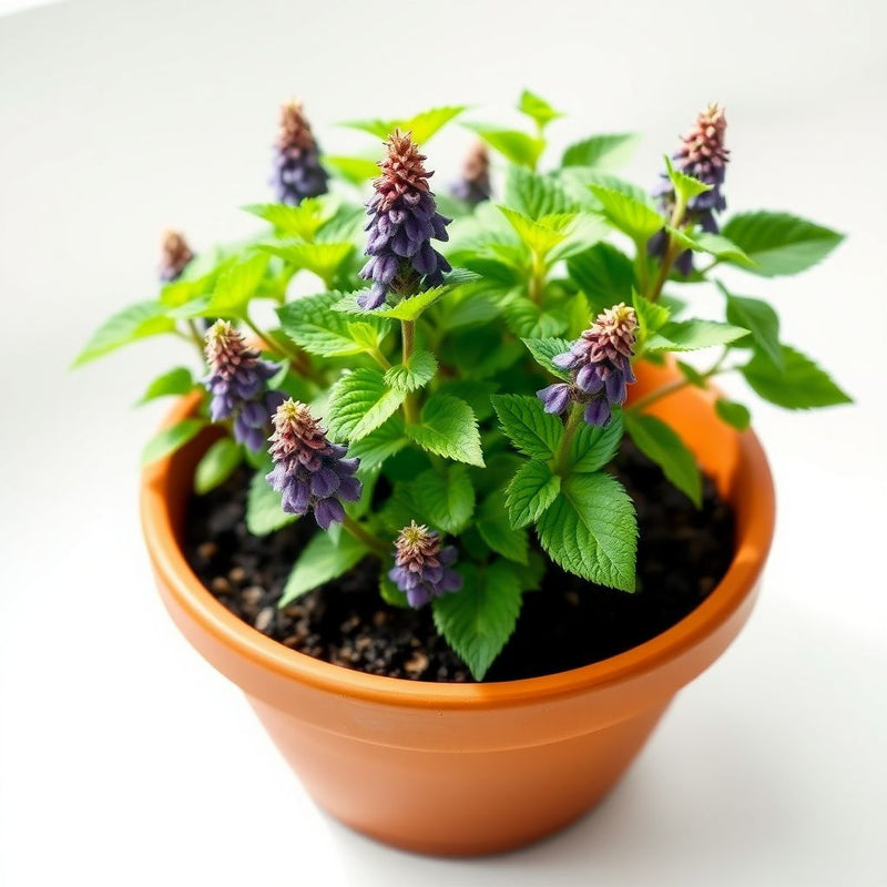 Purple Horehound Seeds Planting for Colorful Blooms