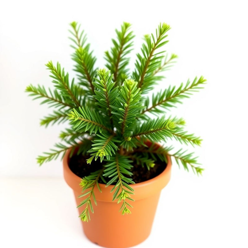 Abies Concolor Flower seeds for Planting - Cottage Garden Essential, Heirloom & GMO Free Seeds for Home Garden
Sale