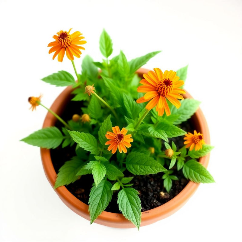 Orange Agastache Navajo Flower seeds for Planting - Pollinator Friendly, Heirloom & GMO Free Seeds for Home Garden