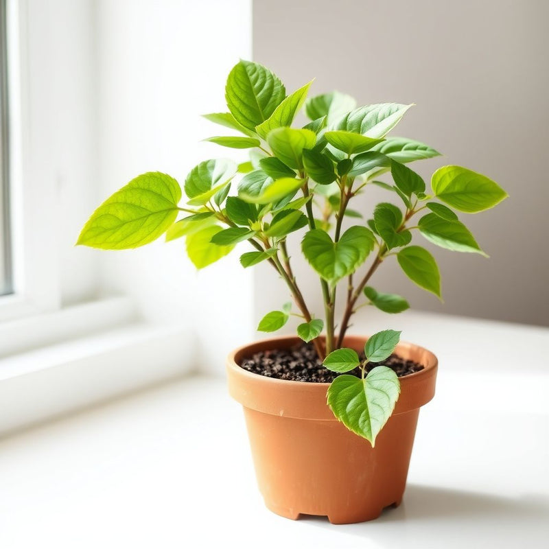 Rare Rose Flower Seeds for Planting | Unique Garden Blooms