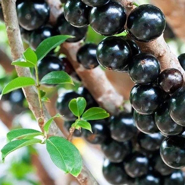 Jaboticaba Fruit Seeds for Planting Grow Exotic Tropical Fruit in Your Garden