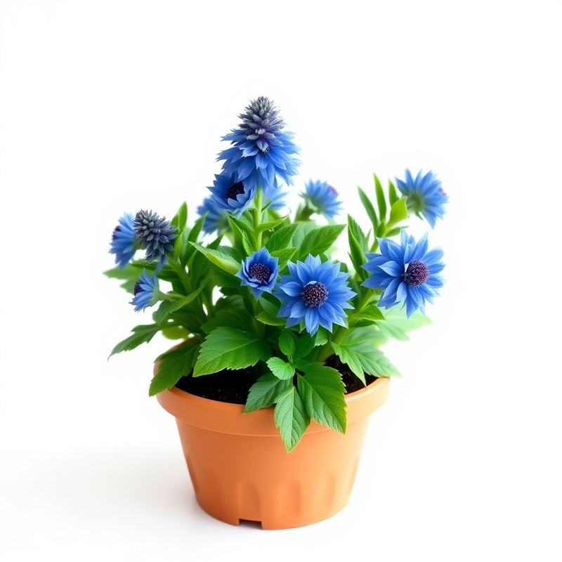 Blue Eryngo Sea Holly Seeds for Planting | Unique Drought-Tolerant Flower Seeds