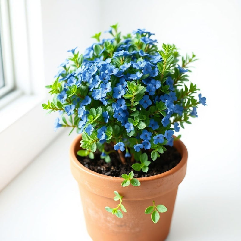 Blue Creeping Thyme Flower Seeds for Home Garden Ground Cover and Landscape Use