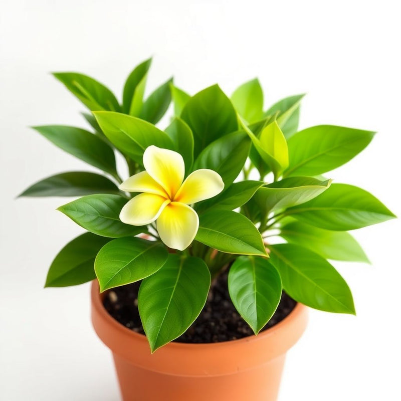 Frangipani Light Yellow Flower seeds for Planting - Easy to Grow, Heirloom & GMO Free Seeds for Home Garden