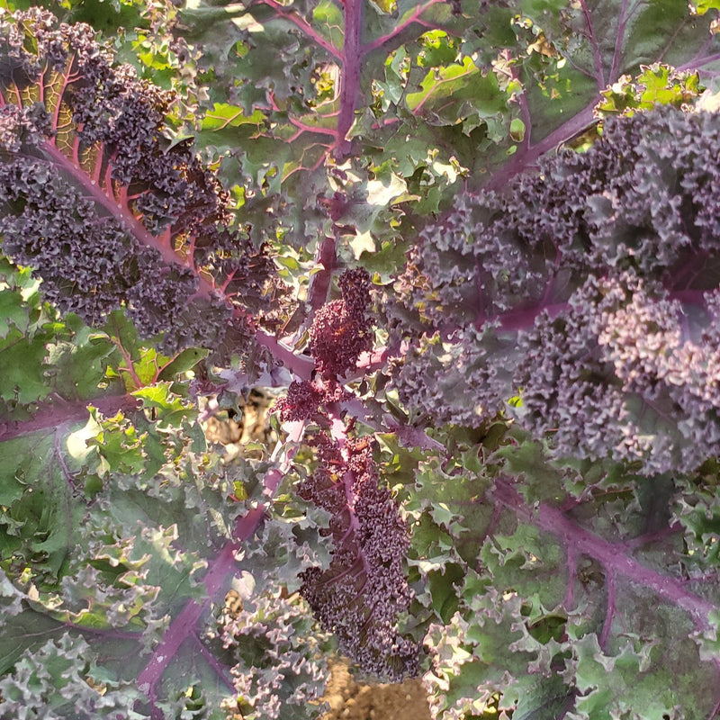 Red Veins Scarlet Kale Seeds for Planting