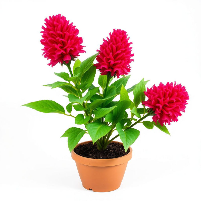 Cockscomb Seeds (Celosia) for Beautiful, Curly Blooms