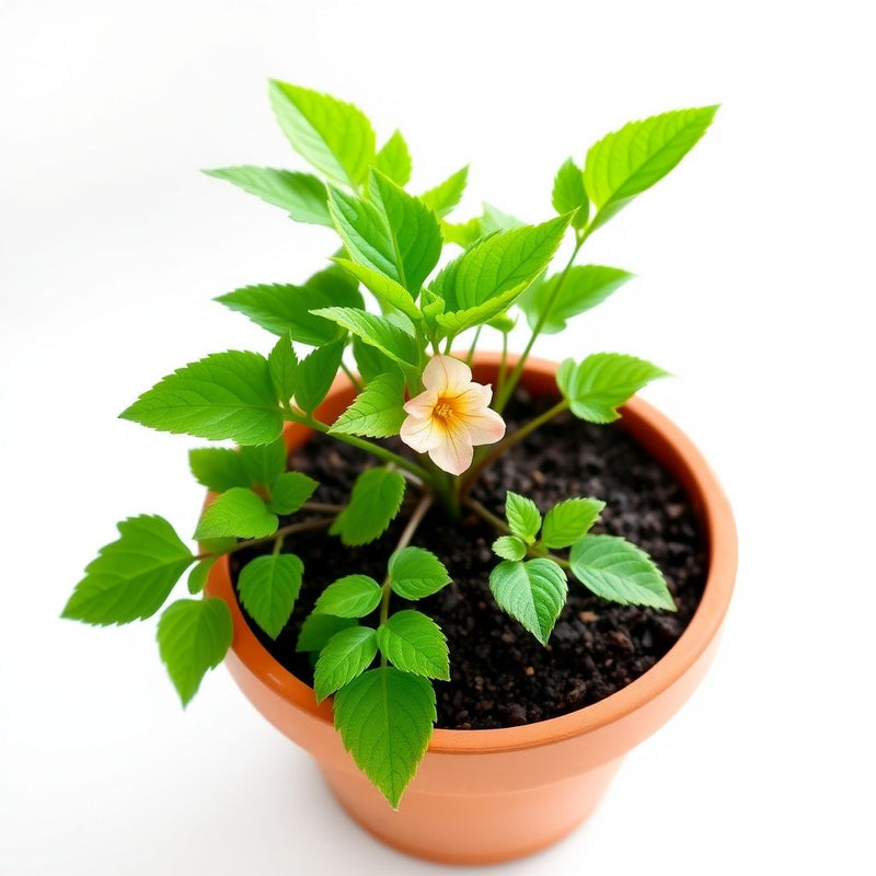 Hechtia Flower seeds for Planting - Seasonal Bloomer, Heirloom & GMO Free Seeds for Home Garden