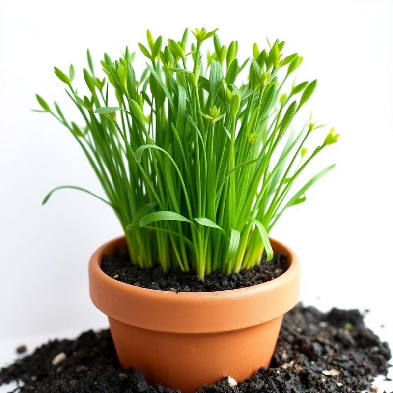 Chives Seeds for Flowering & Edible Plants – Simple Garden Planting
