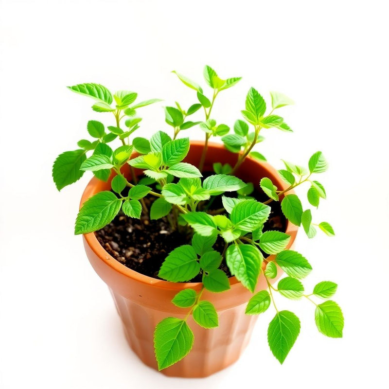 Kinlochruel Kinlochruel spp Plant Seeds for Planting in Home Garden