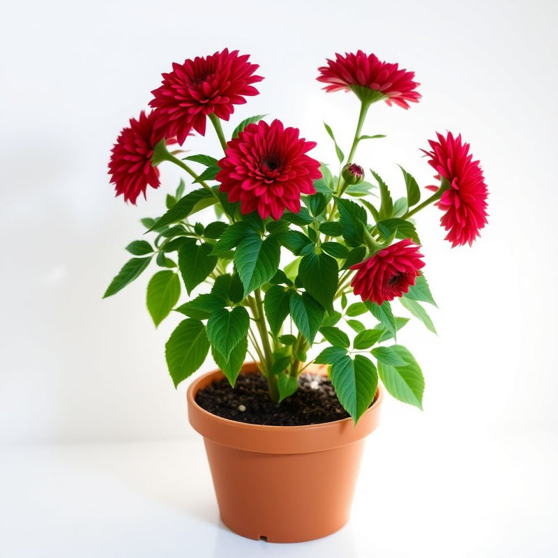 Rose Chrysanthemum Coccineum Seeds for Red, Bold Chrysanthemum Blooms