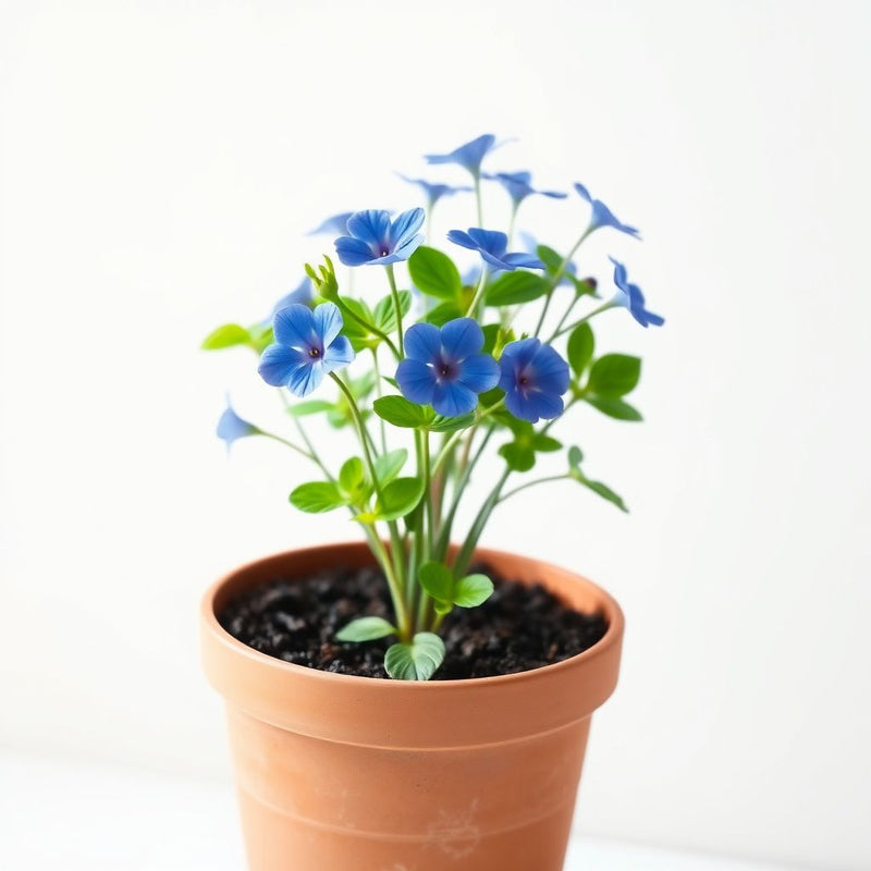Blue Pimpernel Flower Seeds for Planting Easy to Grow Annual Blooms