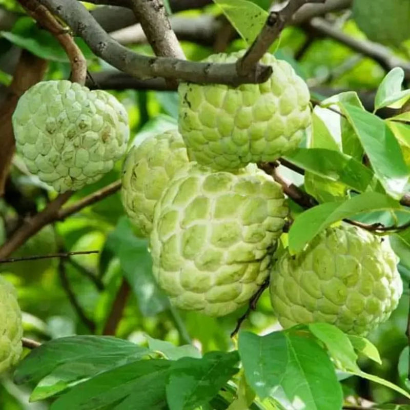 Custard Apple Seeds for Home Garden Planting Sweet Tropical Fruit