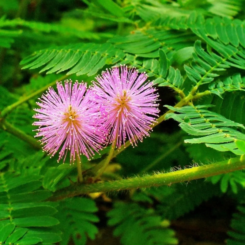 Planting Seeds: Green Mimosa Pudica