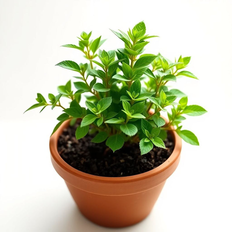 Sage Flower seeds for Planting Easy to Grow Heirloom & GMO Free Seeds for Home Garden