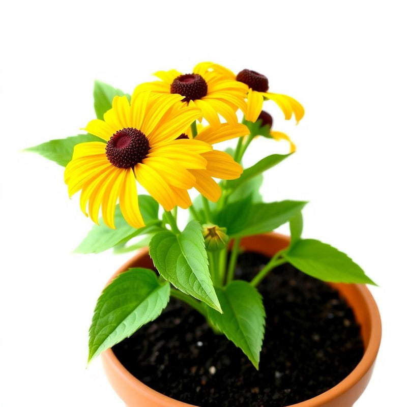 Yellow Rudbeckia Flower seeds for Planting - Cottage Garden Essential, Heirloom & GMO Free Seeds for Home Garden