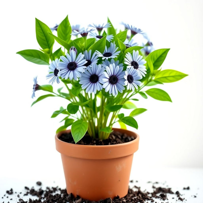 Afano Blue-Eyed Daisy Seeds – Osteospermum for Indoor Flower Planting
