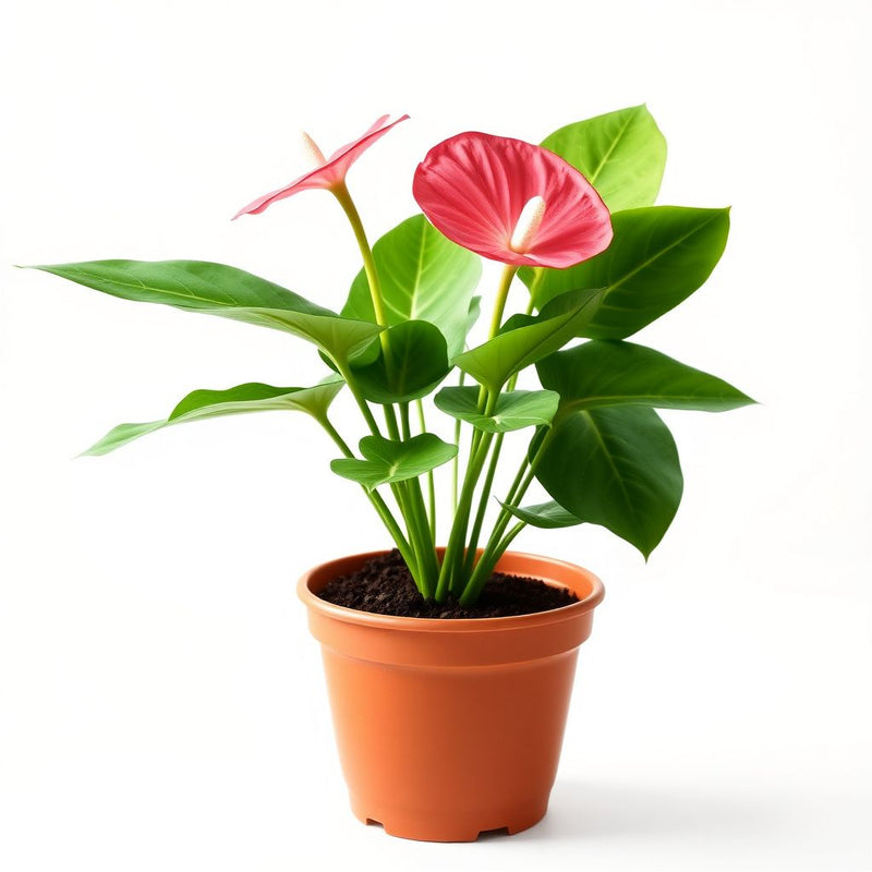Anthurium Pink Flower Seeds for Planting - Soft Hue Blooms