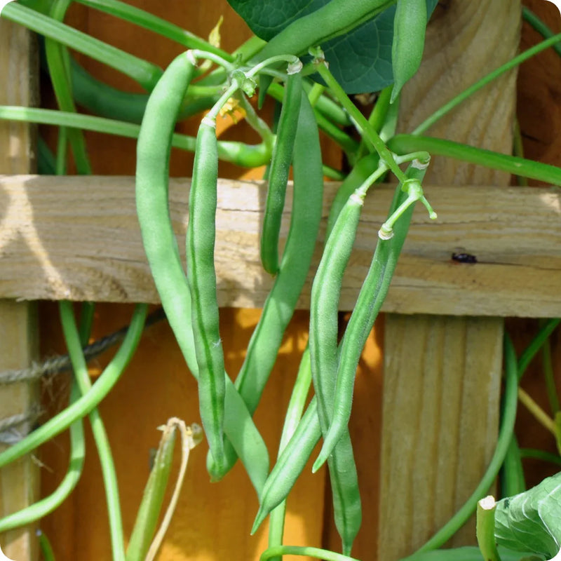 Green Lake Bean Planting Seeds